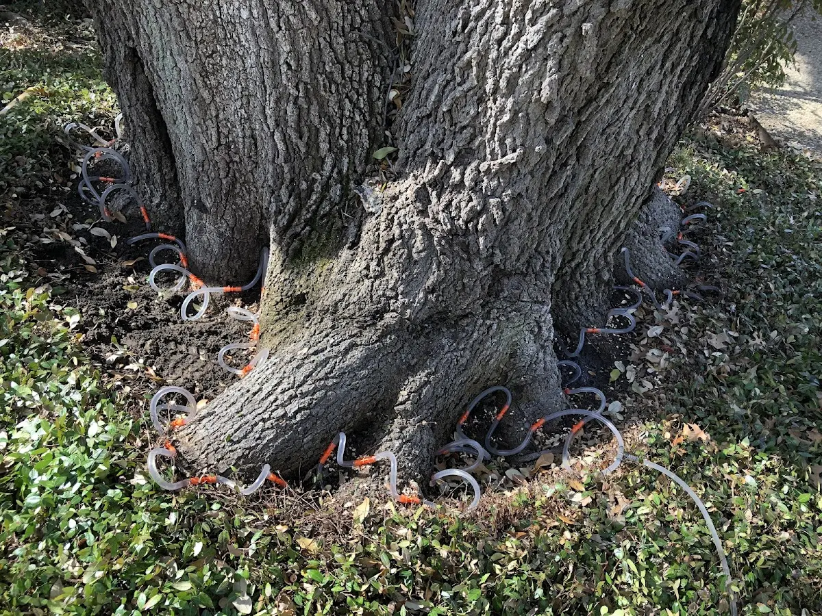 Detailed Tree Cabling and Bracing job site in Burneyville