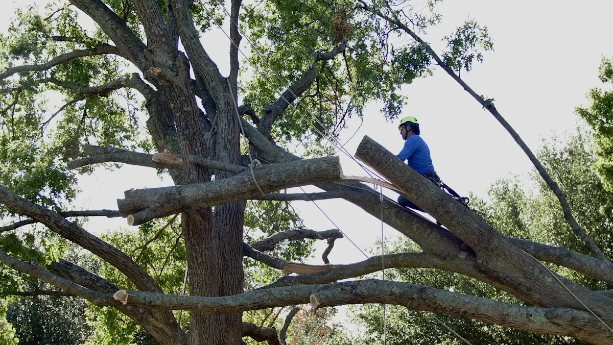 Professional Crown Thinning performed by certified arborists in Burneyville