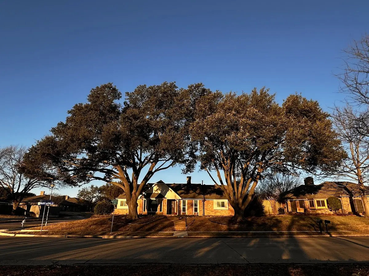 Established residential canopy tree shading a home in Burneyville